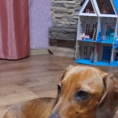 Подробнее об объявлении «Котовск Найдена собака такса» Фото: найдена собака Такса «Котовск Найдена собака такса» в г. Котовск