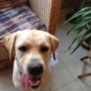 Подробнее об объявлении «Новосибирск Найдена собака кобель» Фото: найдена собака Лабрадор ретривер «Новосибирск Найдена собака кобель» в г. Новосибирск