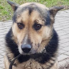 Подробнее об объявлении «Найдена собака кобель Москва» Фото: найдена собака  «Найдена собака кобель Москва» в г. Москва