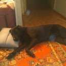 Подробнее об объявлении «Найдена собака сука лабрадора, черная Дзержинск» Фото: найдена собака Лабрадор ретривер «Найдена собака сука лабрадора, черная Дзержинск» в г. Дзержинск