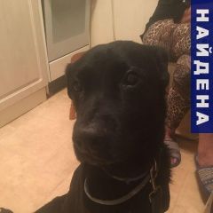 Подробнее об объявлении «Найдена собака кобель Москва» Фото: найдена собака  «Найдена собака кобель Москва» в г. Москва