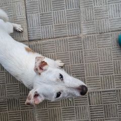 Подробнее об объявлении «Орехово-Зуево Найдена собака кобель на пушкина 10, бегает джек рассел» Фото: найдена собака Джек рассел терьер «Орехово-Зуево Найдена собака кобель на пушкина...» в г. Орехово-Зуево