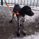 Подробнее об объявлении «Ставрополь Найдена собака кобель породы курцхаар» Фото: найдена собака Курцхаар «Ставрополь Найдена собака кобель породы курцхаар» в г. Ставрополь