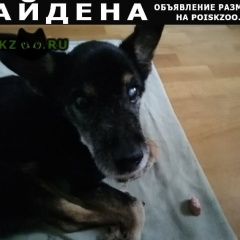 Подробнее об объявлении «Найдена собака кобель песик примерно 10 лет. Кемерово» Фото: найдена собака  «Найдена собака кобель песик примерно 10 лет....» в г. Кемерово