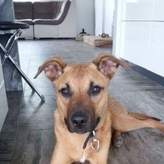 Подробнее об объявлении «Найдена собака кобель Тюмень» Фото: найдена собака  «Найдена собака кобель Тюмень» в г. Тюмень