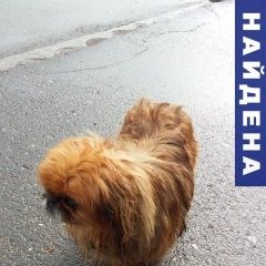 Подробнее об объявлении «Оренбург Найдена собака.» Фото: найдена собака Пекинес «Оренбург Найдена собака.» в г. Оренбург