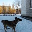 Подробнее об объявлении «Ангарск Найдена собака  кв в красном кожаном ошейнике» Фото: найдена собака  «Ангарск Найдена собака  кв в красном кожаном...» в г. Ангарск