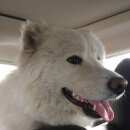 Подробнее об объявлении «Найдена собака Тюмень» Фото: найдена собака Самоедская лайка «Найдена собака Тюмень» в г. Тюмень