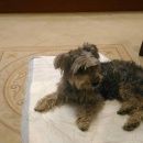 Подробнее об объявлении «Найдена собака Нижний Новгород» Фото: найдена собака  «Найдена собака Нижний Новгород» в г. Нижний Новгород