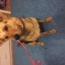 Подробнее об объявлении «Найдена собака Нижний Новгород» Фото: найдена собака Немецкая овчарка «Найдена собака Нижний Новгород» в г. Нижний Новгород