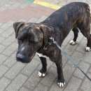 Подробнее об объявлении «Найдена собака кобель в ленинском районе питбуль Нижний Новгород» Фото: найдена собака Американский стаффордширский терьер «Найдена собака кобель в ленинском районе...» в г. Нижний Новгород