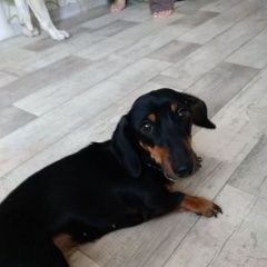 Подробнее об объявлении «Найдена собака такса Тюмень» Фото: найдена собака Такса «Найдена собака такса Тюмень» в г. Тюмень