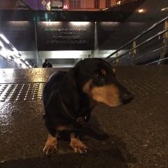 Подробнее об объявлении «Найдена собака такса у метро тургеневская. Москва» Фото: найдена собака Такса «Найдена собака такса у метро тургеневская. Москва» в г. Москва