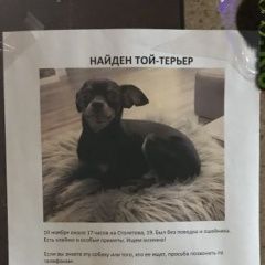 Подробнее об объявлении «Найдена собака той-терьер Москва» Фото: найдена собака Той-терьер «Найдена собака той-терьер Москва» в г. Москва
