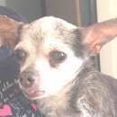 Подробнее об объявлении «Челябинск Найдена собака кормящая чихуахуа» Фото: найдена собака Чихуахуа «Челябинск Найдена собака кормящая чихуахуа» в г. Челябинск