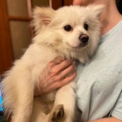 Подробнее об объявлении «Найдена собака кобель 18.01 шпиц бибирево Москва» Фото: найдена собака Японский шпиц «Найдена собака кобель 18.01 шпиц бибирево Москва» в г. Москва