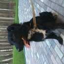 Подробнее об объявлении «Сысерть Найдена собака кобель» Фото: найдена собака  «Сысерть Найдена собака кобель» в г. Сысерть