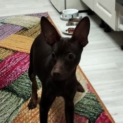 Подробнее об объявлении «Найдена собака кобель карликовый пинчер Новороссийск» Фото: найдена собака Цвергпинчер (Карликовый пинчер) «Найдена собака кобель карликовый пинчер...» в г. Новороссийск