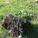 Подробнее об объявлении «Липецк Найдена собака микрорайон» Фото: найдена собака Американский кокер-спаниель «Липецк Найдена собака микрорайон» в г. Липецк