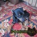 Подробнее об объявлении «Энгельс Найдена собака кобель» Фото: найдена собака Той-терьер «Энгельс Найдена собака кобель» в г. Энгельс