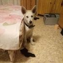 Подробнее об объявлении «Казань Найдена собака кобель в советском районе» Фото: найдена собака  «Казань Найдена собака кобель в советском районе» в г. Казань