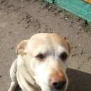 Подробнее об объявлении «Найдена собака Нижний Новгород» Фото: найдена собака  «Найдена собака Нижний Новгород» в г. Нижний Новгород