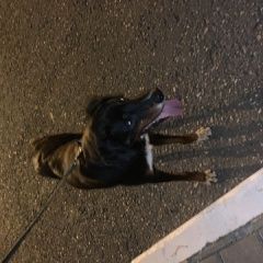 Картинка найдена собака В городе Красногорск нашелся песель. Красногорск
