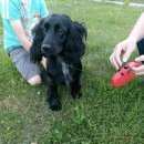 Подробнее об объявлении «Найдена собака сука спаниель черная. Дмитров» Фото: найдена собака Русский охотничий спаниель «Найдена собака сука спаниель черная. Дмитров» в г. Дмитров