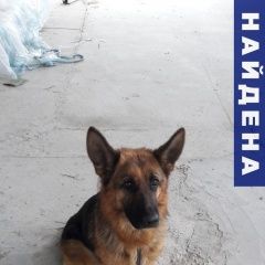 Подробнее об объявлении «Найдена собака Новороссийск» Фото: найдена собака Немецкая овчарка «Найдена собака Новороссийск» в г. Новороссийск