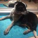 Подробнее об объявлении «Найдена собака кобель черно-белого окраса возле м. новокосино Реутов» Фото: найдена собака  «Найдена собака кобель черно-белого окраса возле...» в г. Реутов