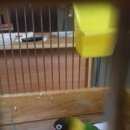 Подробнее об объявлении «Санкт-Петербург Найден попугай» Фото: найдено другое животное  «Санкт-Петербург Найден попугай» в г. Санкт-Петербург