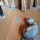 Подробнее об объявлении «Горелки Найден хорёк хорёк» Фото: найдено другое животное  «Горелки Найден хорёк хорёк» в г. Горелки