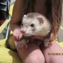 Подробнее об объявлении «Сочи Найден хорек» Фото: найдено другое животное  «Сочи Найден хорек» в г. Сочи