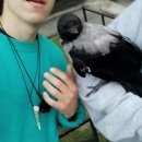 Подробнее об объявлении «Санкт-Петербург Найдено домашнее животное ворона» Фото: найдено другое животное  «Санкт-Петербург Найдено домашнее животное ворона» в г. Санкт-Петербург