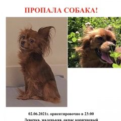 Подробнее об объявлении «Подольск Пропала собака» Фото: пропала собака Русский той-терьер «Подольск Пропала собака» в г. Подольск
