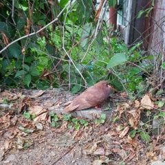 Подробнее об объявлении «Одинцово Найдено домашнее животное голубь» Фото: найдено другое животное  «Одинцово Найдено домашнее животное голубь» в г. Одинцово