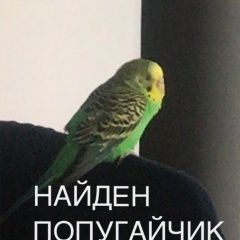 Подробнее об объявлении «Коломна Найден попугай нашли попугая» Фото: найдено другое животное  «Коломна Найден попугай нашли попугая» в г. Коломна