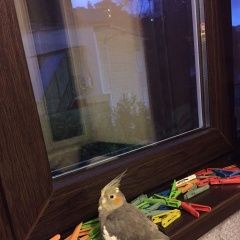 Подробнее об объявлении «Сочи Найден попугай корелла» Фото: найдено другое животное  «Сочи Найден попугай корелла» в г. Сочи