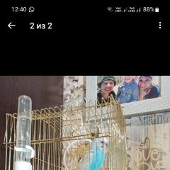 Подробнее об объявлении «Сочи Найден попугай в» Фото: найдено другое животное  «Сочи Найден попугай в» в г. Сочи