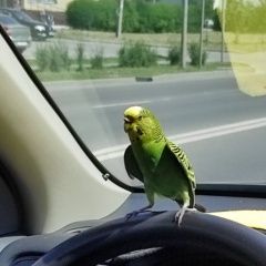 Подробнее об объявлении «Липецк Найден попугай волнистый попугай» Фото: найдено другое животное  «Липецк Найден попугай волнистый попугай» в г. Липецк