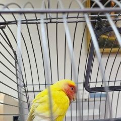 Подробнее об объявлении «Москва Найден попугай рублево успенское шоссе 1км.» Фото: найдено другое животное  «Москва Найден попугай рублево успенское шоссе 1км.» в г. Москва