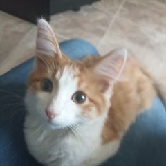 Подробнее об объявлении «Подольск Найден кот» Фото: найдена кошка  «Подольск Найден кот» в г. Подольск