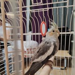 Подробнее об объявлении «Найден попугай корелла Москва» Фото: найдено другое животное  «Найден попугай корелла Москва» в г. Москва