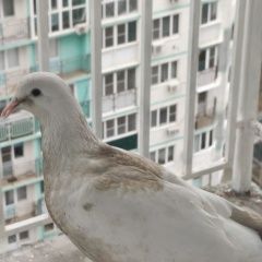 ����: ������� ������ ��������  �������� �������� �������� ������ ����� ������...� � �. ���������