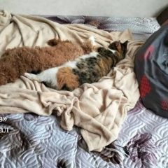 ����: ������� ������ ��������  ������� ������� �������� �������� ���� ��� � �. ������
