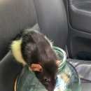 Подробнее об объявлении «Найдено домашнее животное домашняя крыска мальчик Нижний Новгород» Фото: найдено другое животное  «Найдено домашнее животное домашняя крыска...» в г. Нижний Новгород