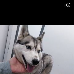 Подробнее об объявлении «Найдена собака хаски Новороссийск» Фото: найдена собака  «Найдена собака хаски Новороссийск» в г. Новороссийск