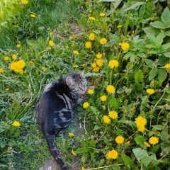 Подробнее об объявлении «Найден кот Колпино» Фото: найдена кошка  «Найден кот Колпино» в г. Колпино