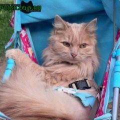 Подробнее об объявлении «Пропала кошка Мытищи» Фото: пропала кошка  «Пропала кошка Мытищи» в г. Мытищи