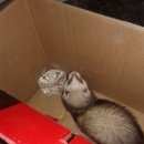 Подробнее об объявлении «Найден хорек Пермь» Фото: найдено другое животное  «Найден хорек Пермь» в г. Пермь